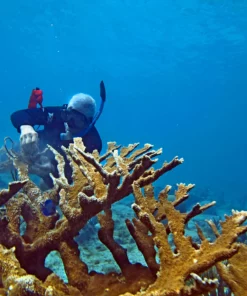 Restore • Cause Bracelet